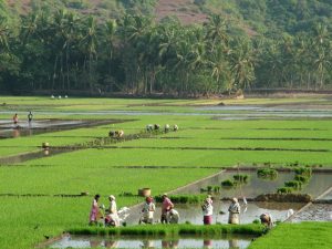 GREEN GOA: Goenkarponn does not mean gated colonies and high rise buildings, but lush green paddy fields with women in colourful raincoats harvesting paddy.
