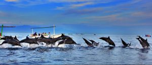 CRUELITY: Chasing dolphins may be fun for tourists, but it is hell for the playful mammal which gives us so much pleasure. Speed boats and water scooters have beeen causing physical and emotional distress to acquatic creatures in the sea due to mindless water sports activities.