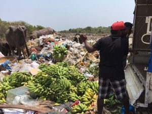 THRASHED: FDA officials destroyed the confiscated artificially ripened bananas at the Mapusa Municipal waste disposal site 