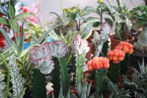 CACTUS FLOWERS: Who would have believed that cacti could be so beautiful.