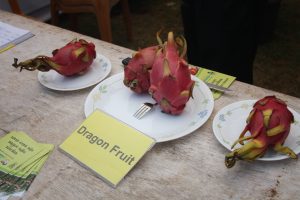DRAGON FRUIT anyone: It's the latest craze of a fruit, a cacti actually and the fruit for malaria patients or so it is said.