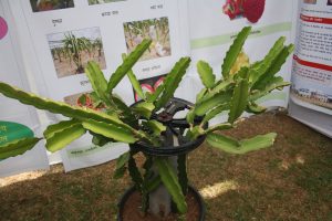 AT THE 14TH KONKAN FRUIT FESTIVAL… Durian going for `500!