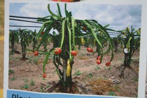 AT THE 14TH KONKAN FRUIT FESTIVAL… Durian going for `500!