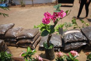 BOUGAINVILLEA BONSAI: Daniel D;Souza's bonsai masterpieces always invite lots of oohs and aahs.