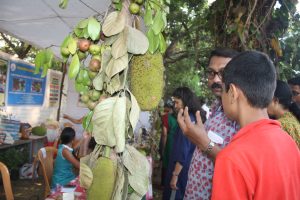 FESTIVAL DECOR: Kokum green an ripe, good idea, everyone was stealing one or two!