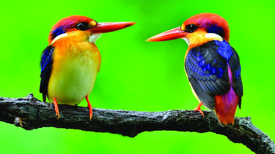 Bird Festival of Goa