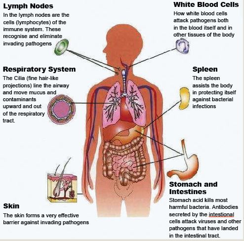 What are the parts of the immune system?