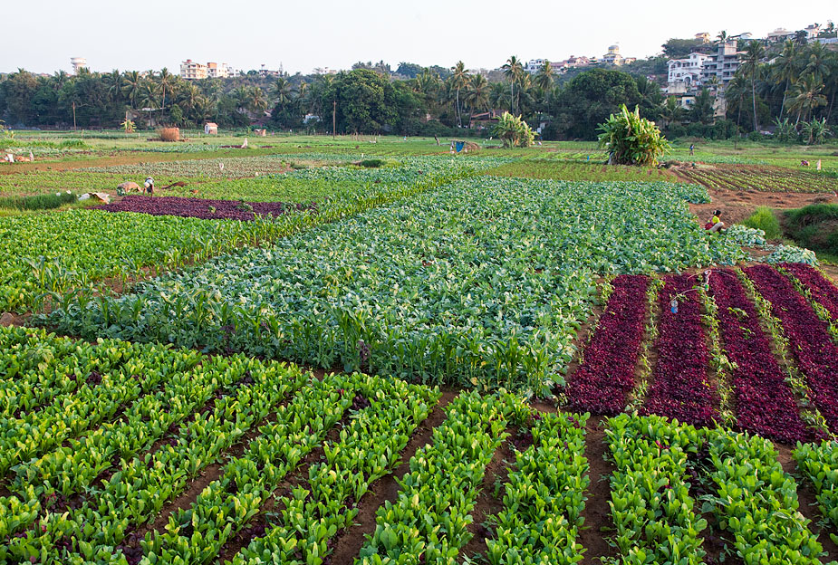 HAVE LAND OR NO LAND, WILL FARM!