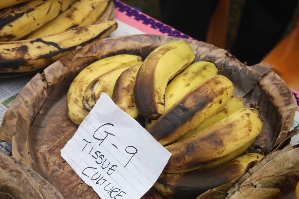 AT THE 14TH KONKAN FRUIT FESTIVAL… Durian going for `500! Goan Observer
