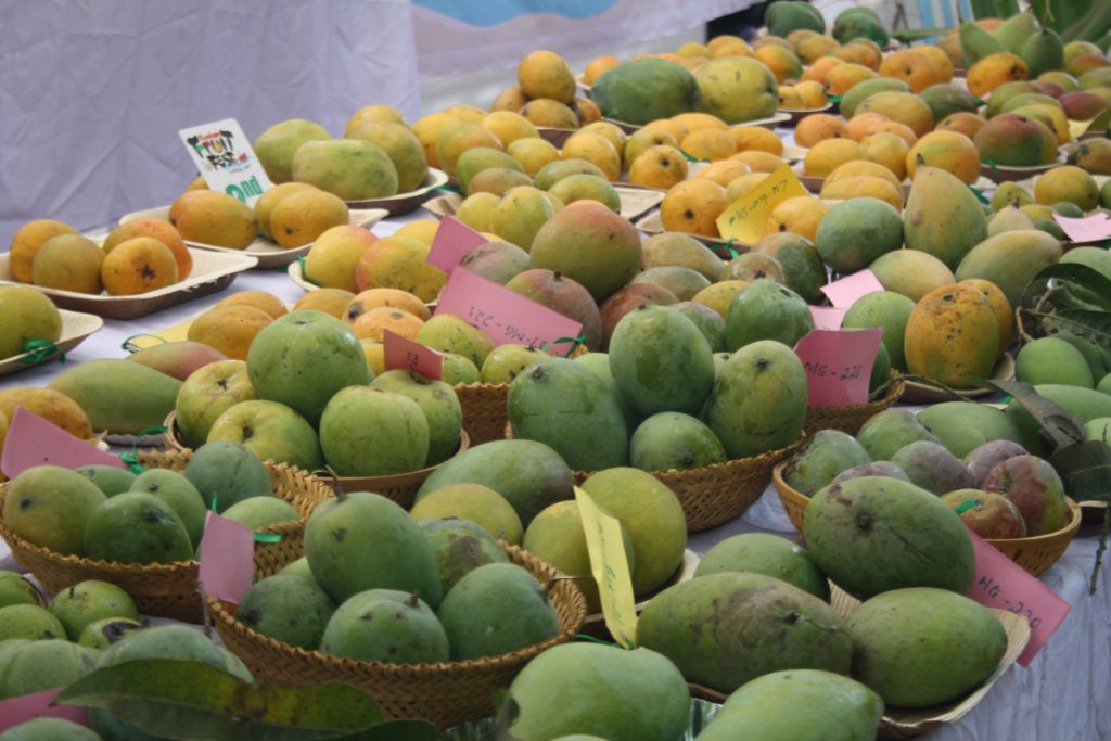 AT THE 14TH KONKAN FRUIT FESTIVAL… Durian going for `500! Goan Observer