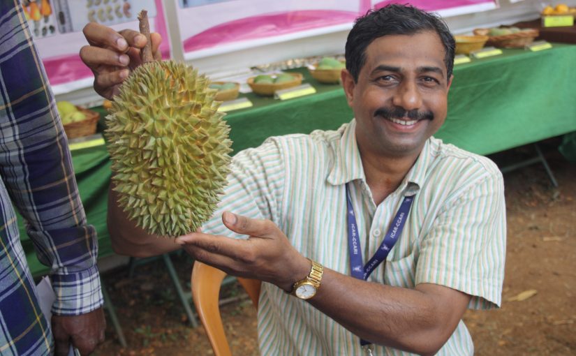 AT THE 14TH KONKAN FRUIT FESTIVAL… Durian going for `500!