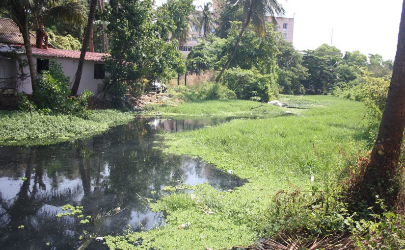 HOW GREEN IS MY ST INEZ CREEK!