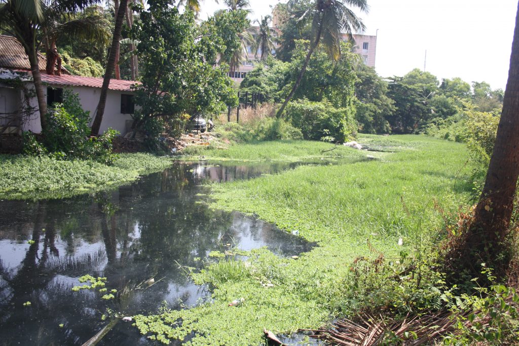 HOW GREEN IS MY ST INEZ CREEK!