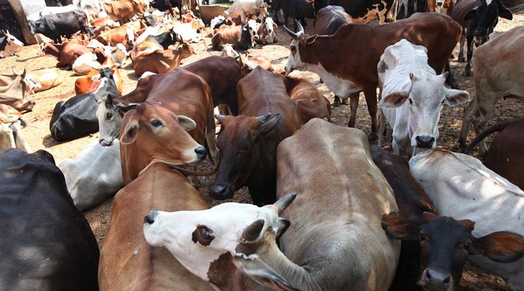 GOANS DEPRIVED OF BEEF