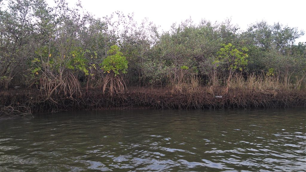 NEW CRZ rules dilute  coastal protection?