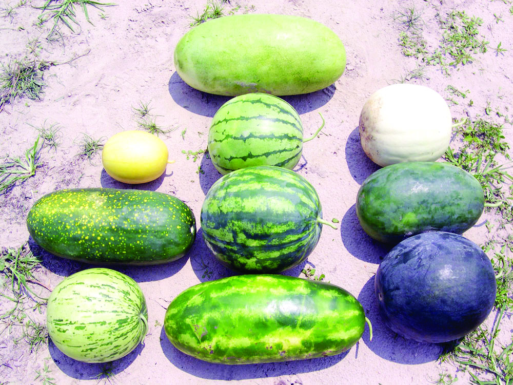 THE HEAT IS ON AND WATERMELONS ARE HERE!
