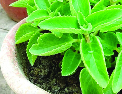 Grow medicinal plants, get subsidy!