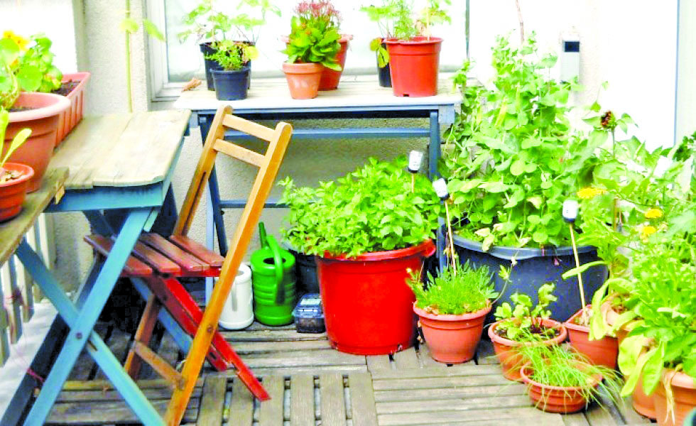 THE JOYS OF  URBAN FARMING