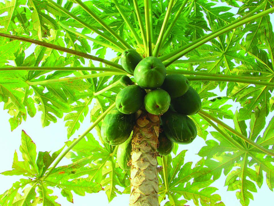 DENGUE OR NO DENGUE, DRINK GREEN LEAF JUICE!