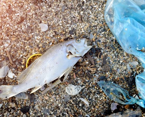 PLASTIC Pollution in MARINE LIFE!