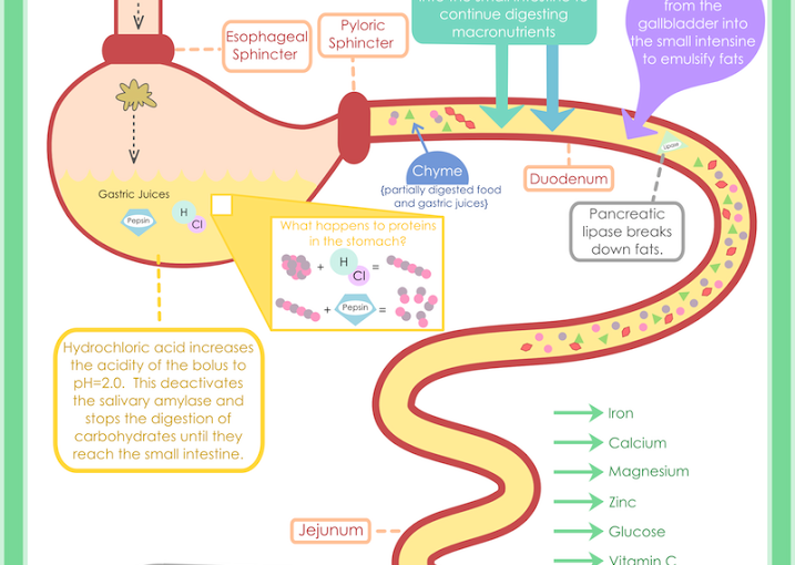 THE STORY OF DIGESTION