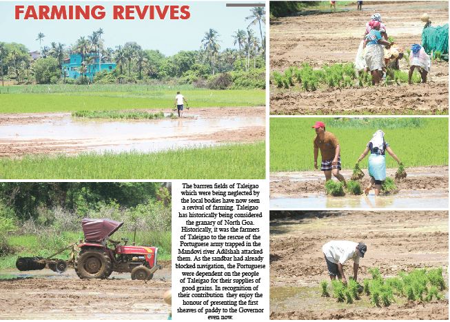 FARMING REVIVES IN TALEIGAO!