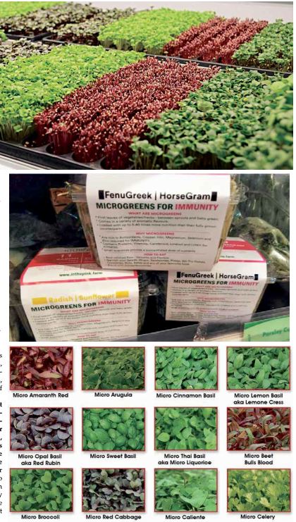 MICROGREENS IS THE NEW LOVE!