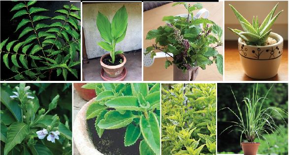 SOME IMPORTANT MEDICINAL PLANTS OF GOA