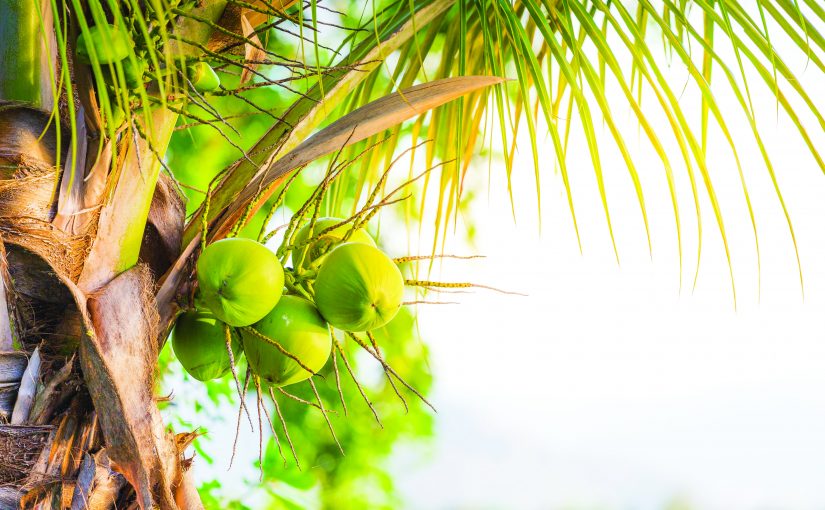 WORLD CELEBRATES ‘COCONUT DAY’ ON FEBRUARY 2!