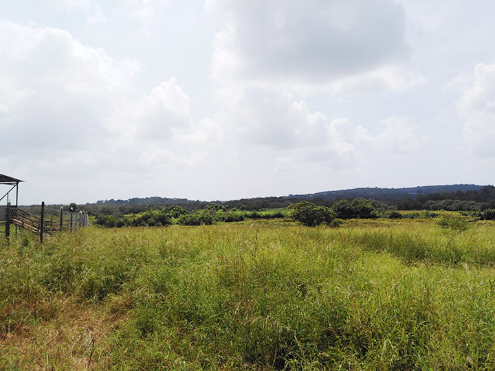 A WOMAN IN ANIMAL HUSBANDRY IN GOA! - Goan Observer A WOMAN IN ANIMAL HUSBANDRY IN GOA! - Goan Observer