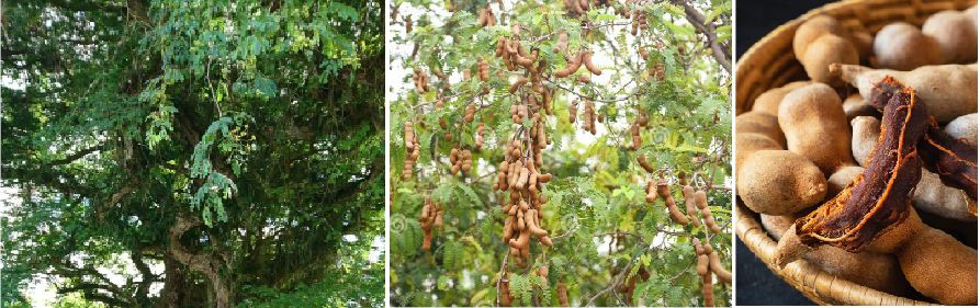 TAMARIND WILL MAKE YOU 20 YEARS YOUNGER!