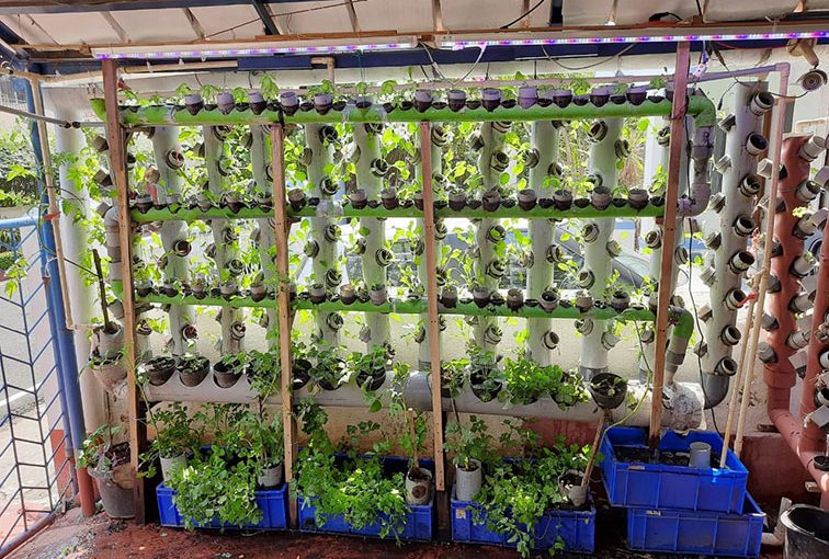 AQUAPONIC FARMING IN VOGUE!