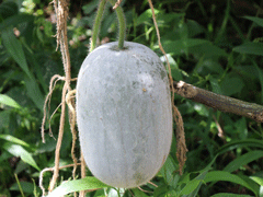 Get familiar with the ash gourd…