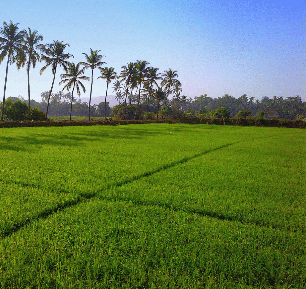 NGT ADMITS PIL AGAINST HIGHWAY EXPANSION