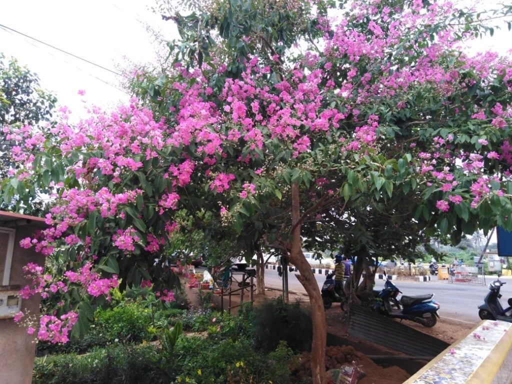 FLOWERING SUMMER
