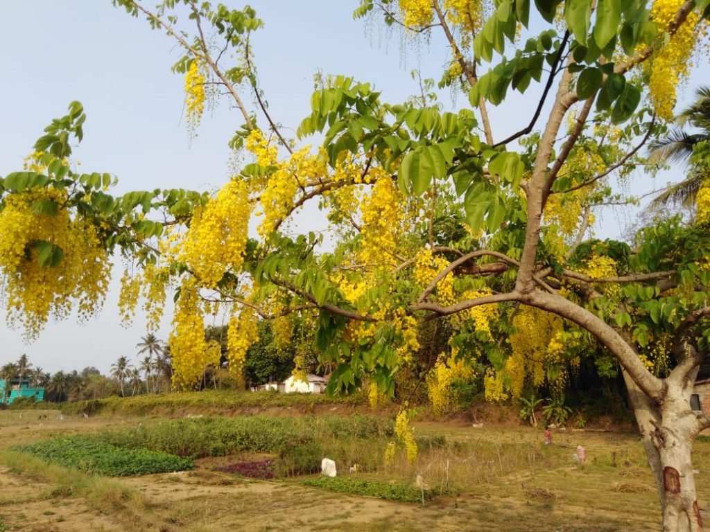 FLOWERING SUMMER