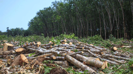 CABRAL DESTROYED 150 HECTARES OF FOREST LAND!