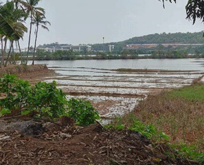 THE SLOW DEATH OF AGRICULTURE IN GOA