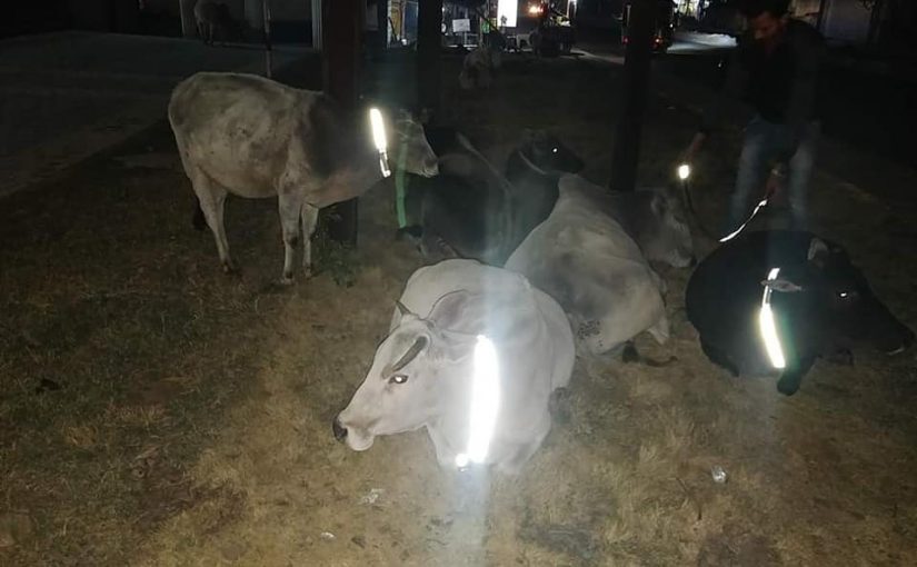 SORRY, COWS OF GOA!