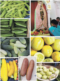 CUCUMBERS ARE SPECIAL IN GOA!