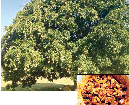 IT’S GREEN MANGO SEASON IN GOA!