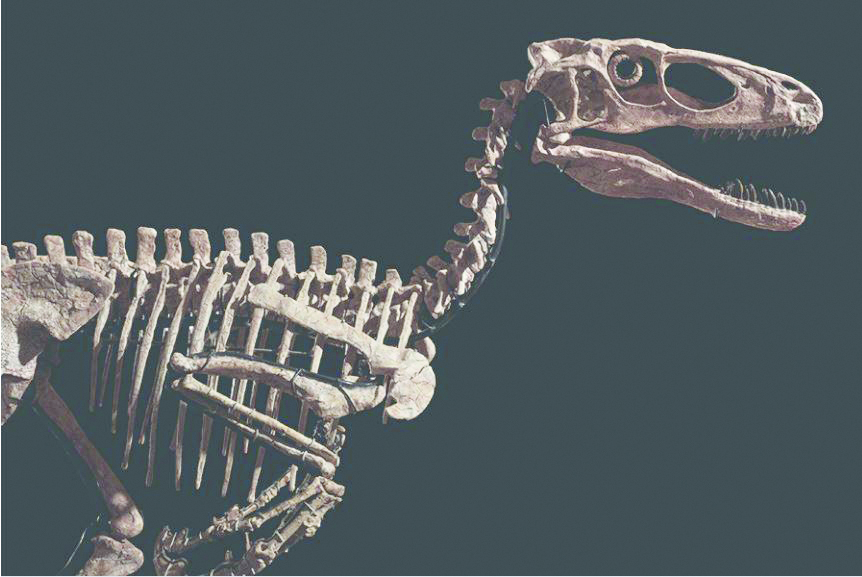 DINOSAUR RELIC FETCHES $12.4 MILLION! By Julia Jacobs