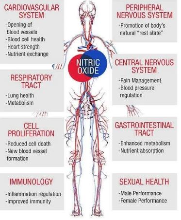 UP YOUR NITRIC OXIDE!