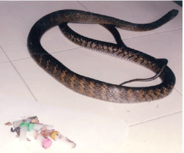 —Snakes too pay the price for our synthetic waste!