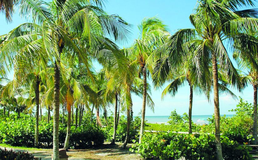 COCONUT TREE IS FRUIT YIELDING GRASS?