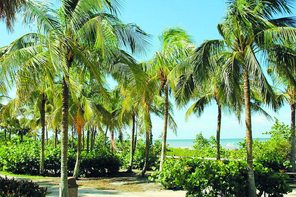 COCONUT TREE IS FRUIT YIELDING GRASS?By Adv Vinayak D Porob