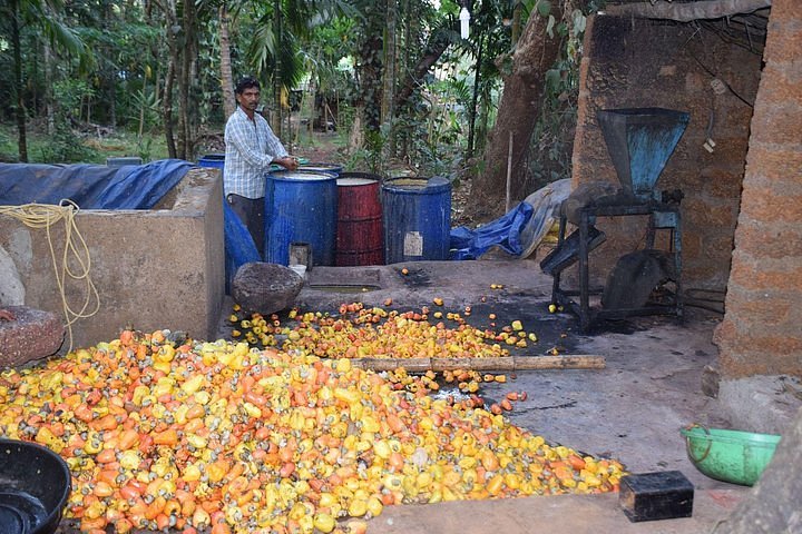 BEWARE OF NAKLI CASHEW NUTS!