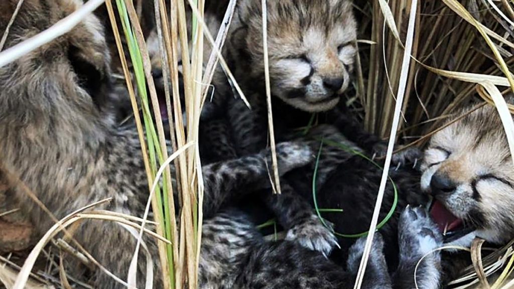 MODI CHEETAH PROJECT DISASTER! By Aathira Perinchery