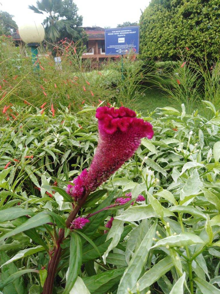 HOW MANY FLOWERS GROW IN MY GARDEN OF PARADISE… Eat them!