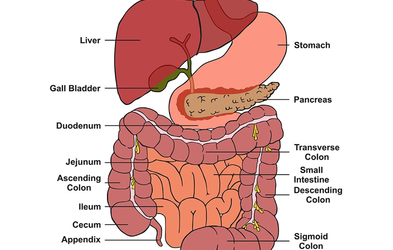 WHEN WILL THE GMC GET A GASTROENTEROLOGY DEPARTMENT?